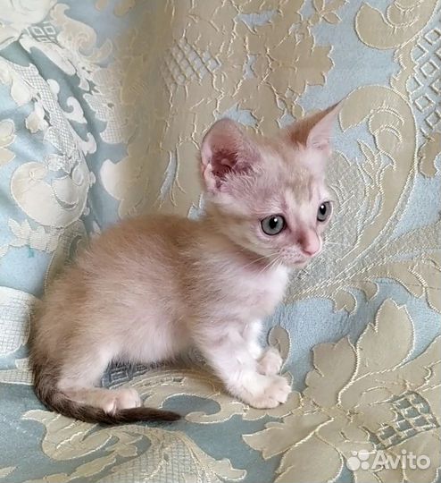 Котята манчкин