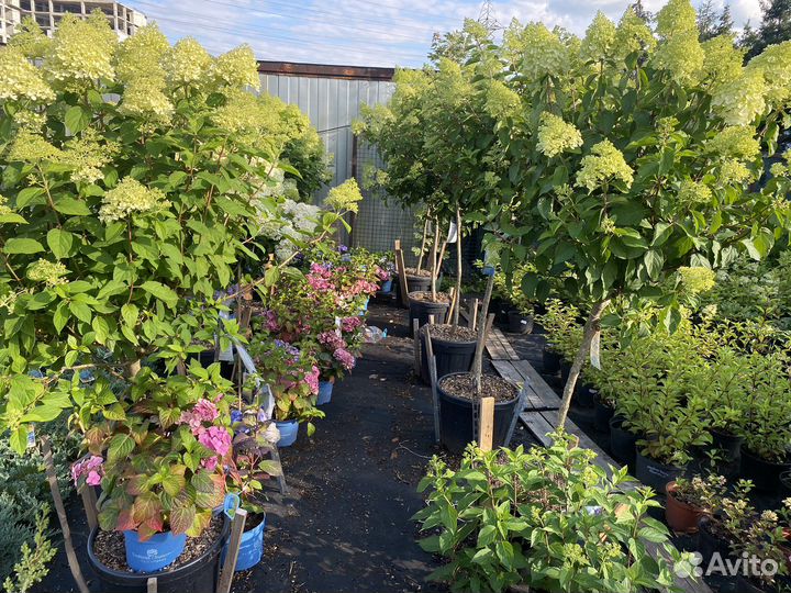 Гортензия на штамбе