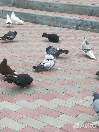 Продажа николаевских голубей