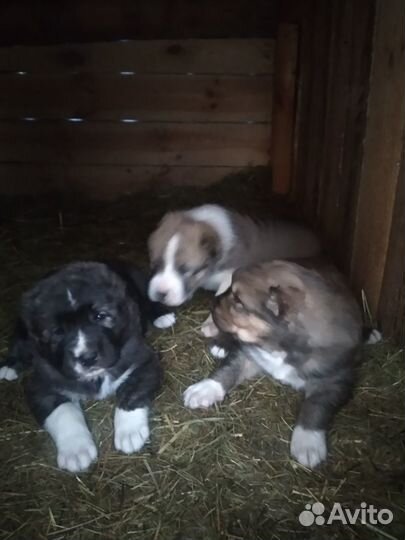 Щенки алабая