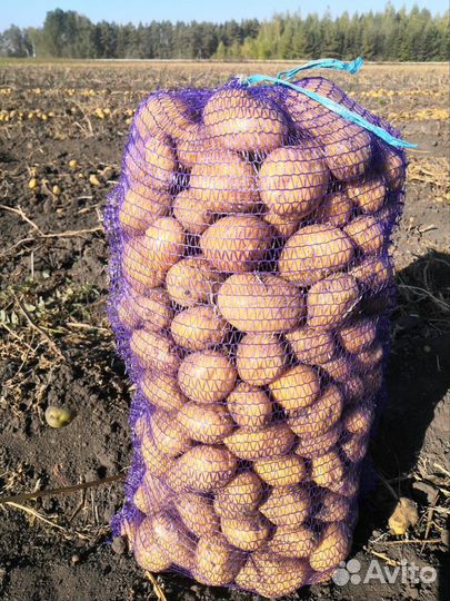 Картофель Коломбо опт