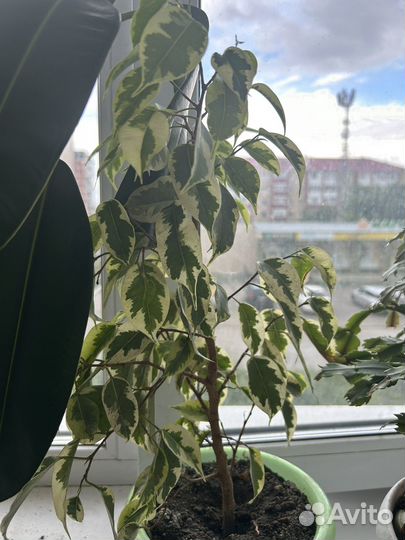 Домашние цветы