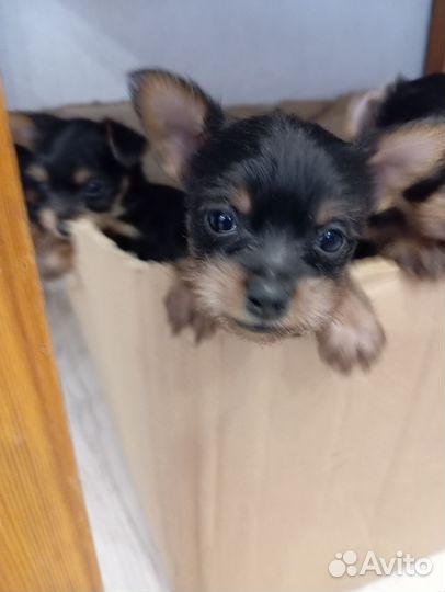 Йоркширский терьер