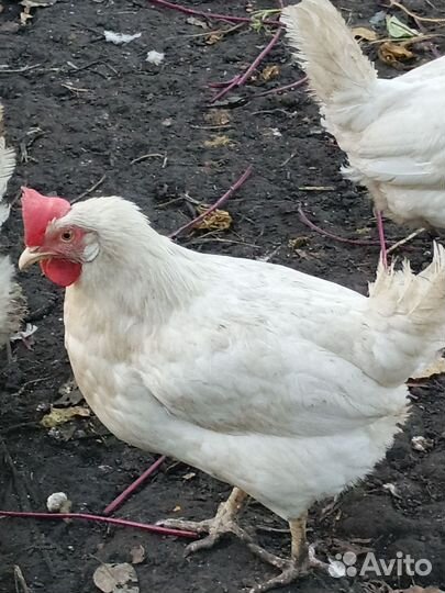 Куры несушки