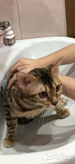Бенгальская кошка вязка
