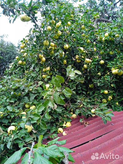 Яблоки бесплатно