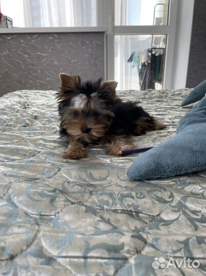 Йоркширский терьер