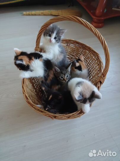 Котята счастливые трехцветки