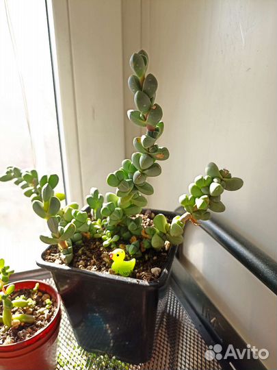 Растения хавортия эхеверия
