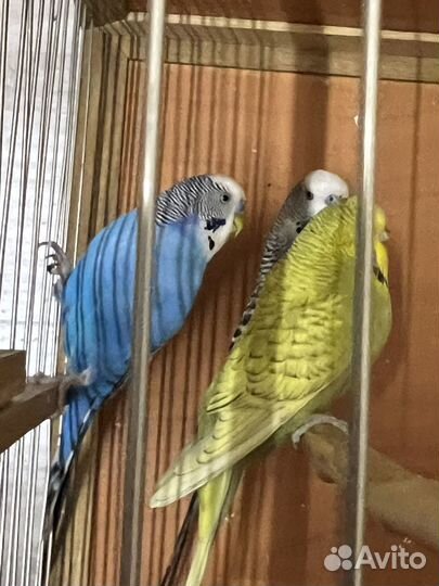 Попугай Волнистый ввп Чехи