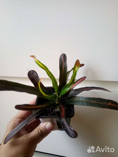 Микс комнатных