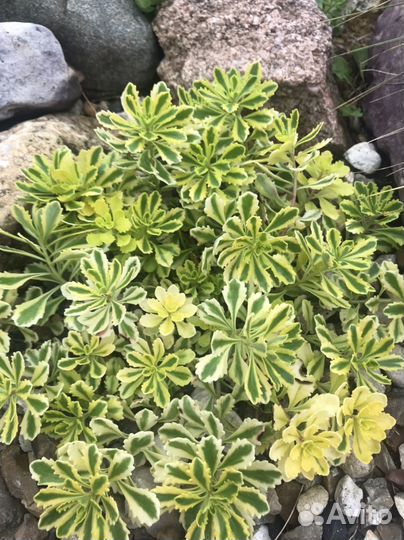 Садовые многолетние цветы Очиток седум