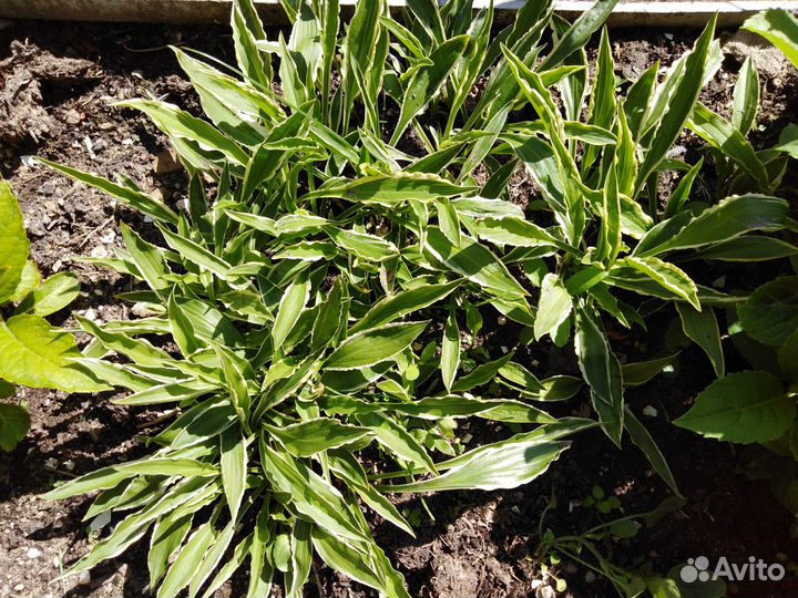 Хоста(коллекция саженцев)