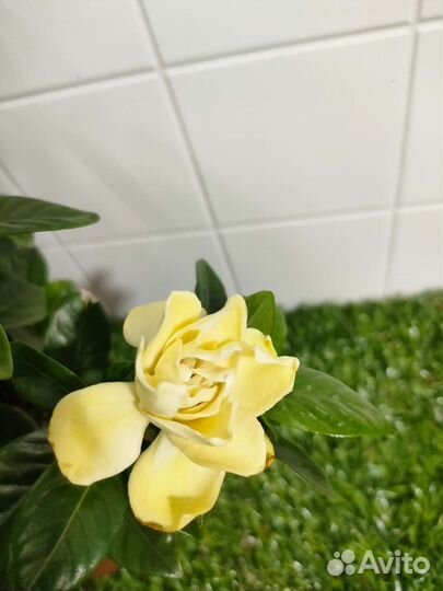 Гардения жасминовидная