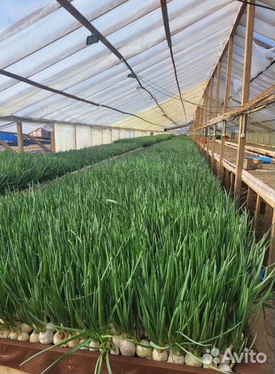 Лук зеленый свежей срезки LUK-7966