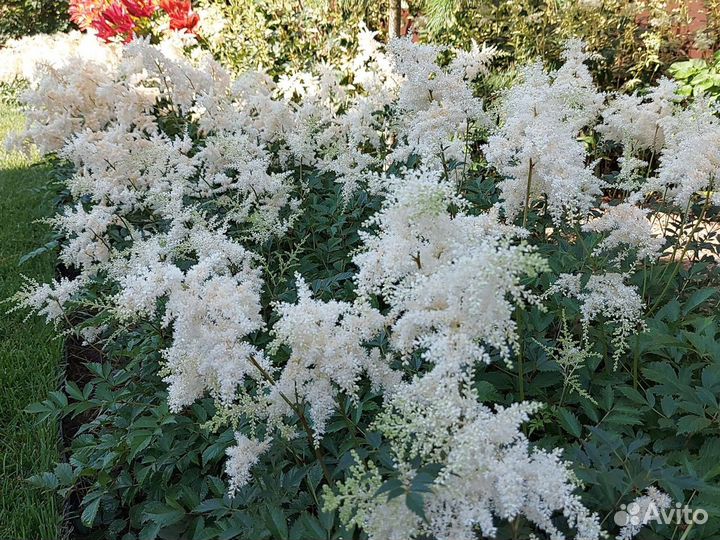 Астильба красная, махровая и др