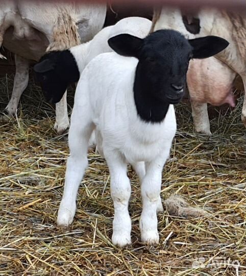 Овцы бараны ягнята