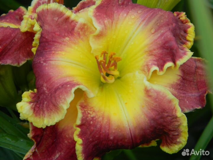 Многолетки для сада