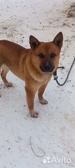 Кобелек необычного раскраса