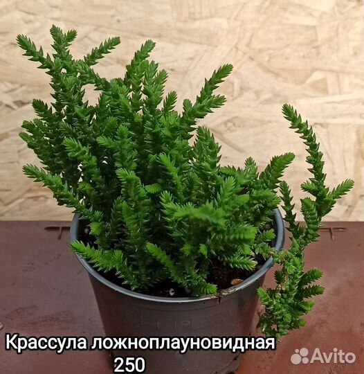 Суккуленты и не только