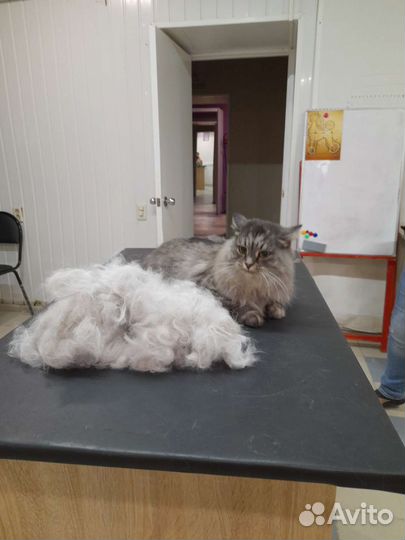 Услуги грумера