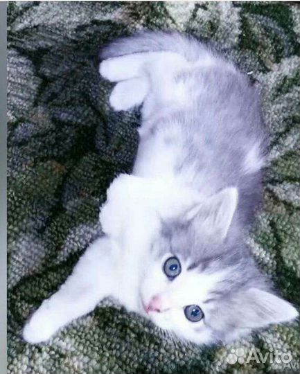 Котенок трехлапик