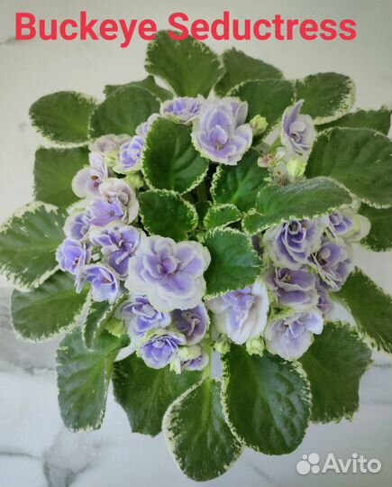 Детки сортовых фиалок