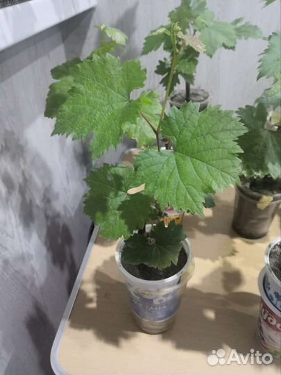 Саженцы винограда