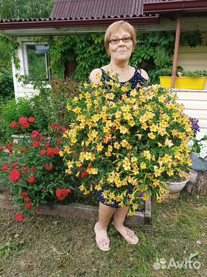 Петуния Роуз стар