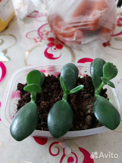 Денежное дерево