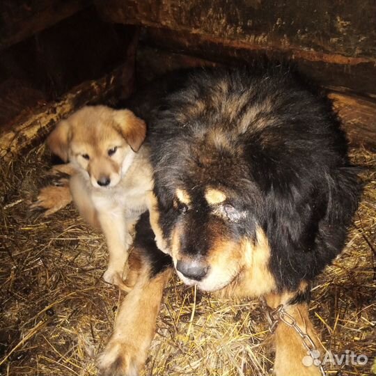 Тибетский мастиф щенки львиный тип