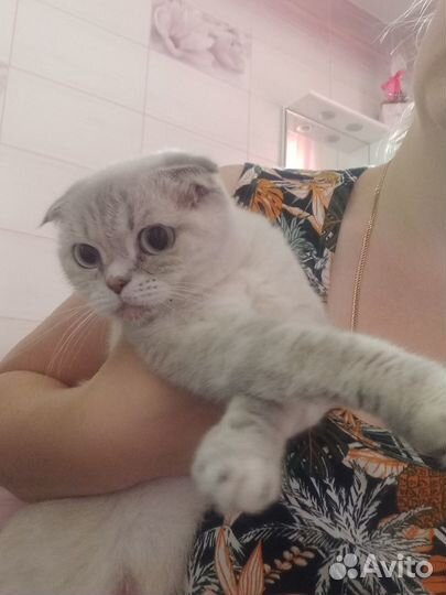 Шотландская