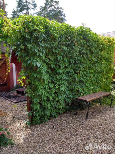 Девичий виноград - лиана