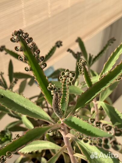 Каланхоэ в декоративном горшке. суккуленты