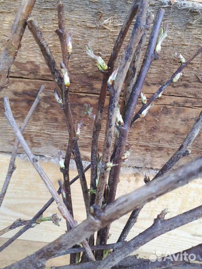 Саженцы малины 