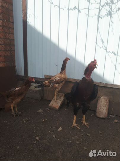 Бойцовая птица