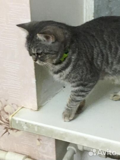 Кошка в добрые руки