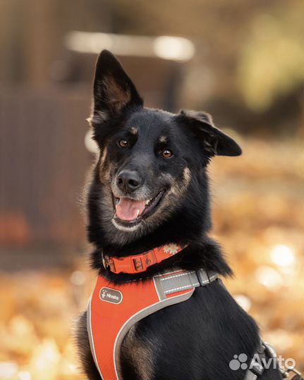 Собака в добрые руки бесплатно