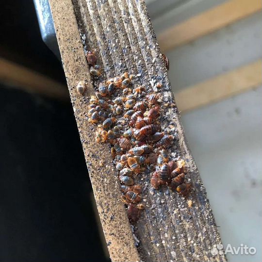 Средство от клопов, тараканов,мышей-крыс и др