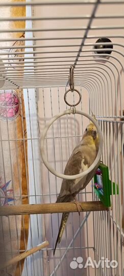 Попугай корелла с клеткой