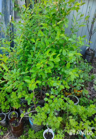 Саженцы разные