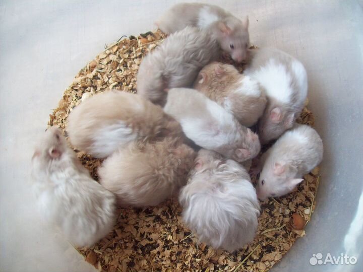 Редких окрасов Ручные хомячки сирийские разные