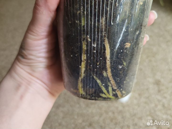 Антуриум Колорадо