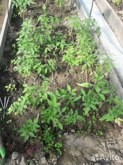 Рассада помидор