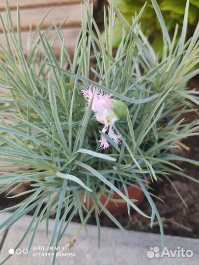 Живучка саженцы