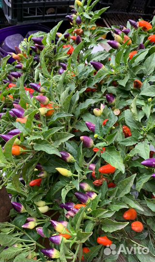 Редкий сорт декоративного перчика Арлекин