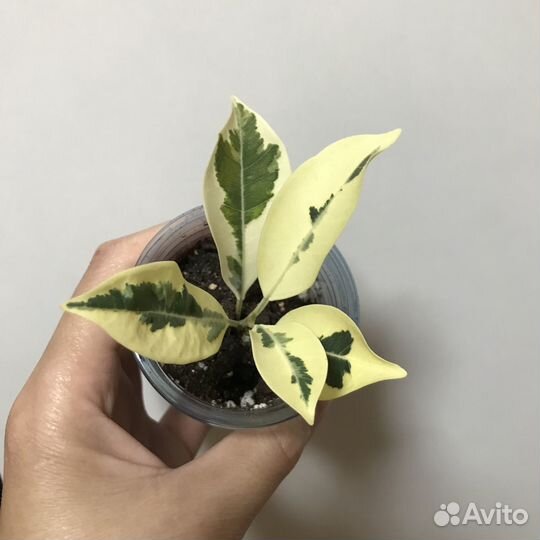 Фикусы: Ретуза гавайская, Майя, Голден Кинг