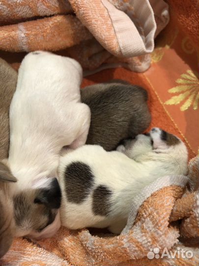 Щенки чихуахуа