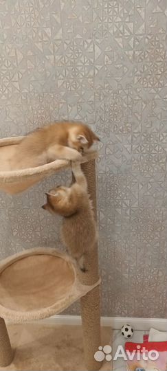 Котята британские,золотистая шиншила
