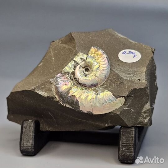 Окаменелость аммонит Aconeceras перламутровый